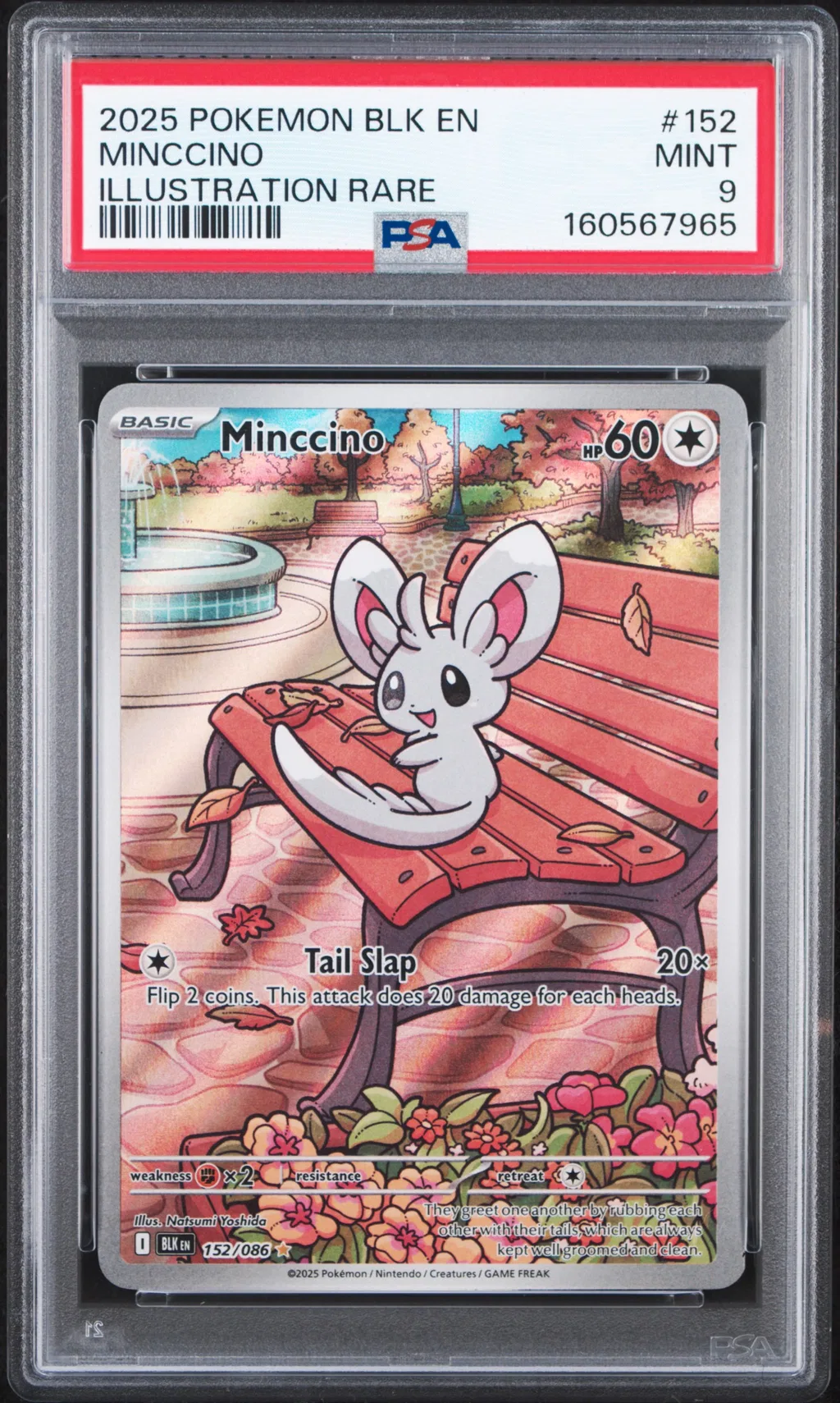 Minccino card artwork