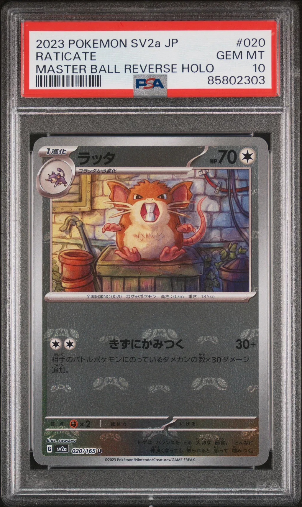 Raticate card artwork